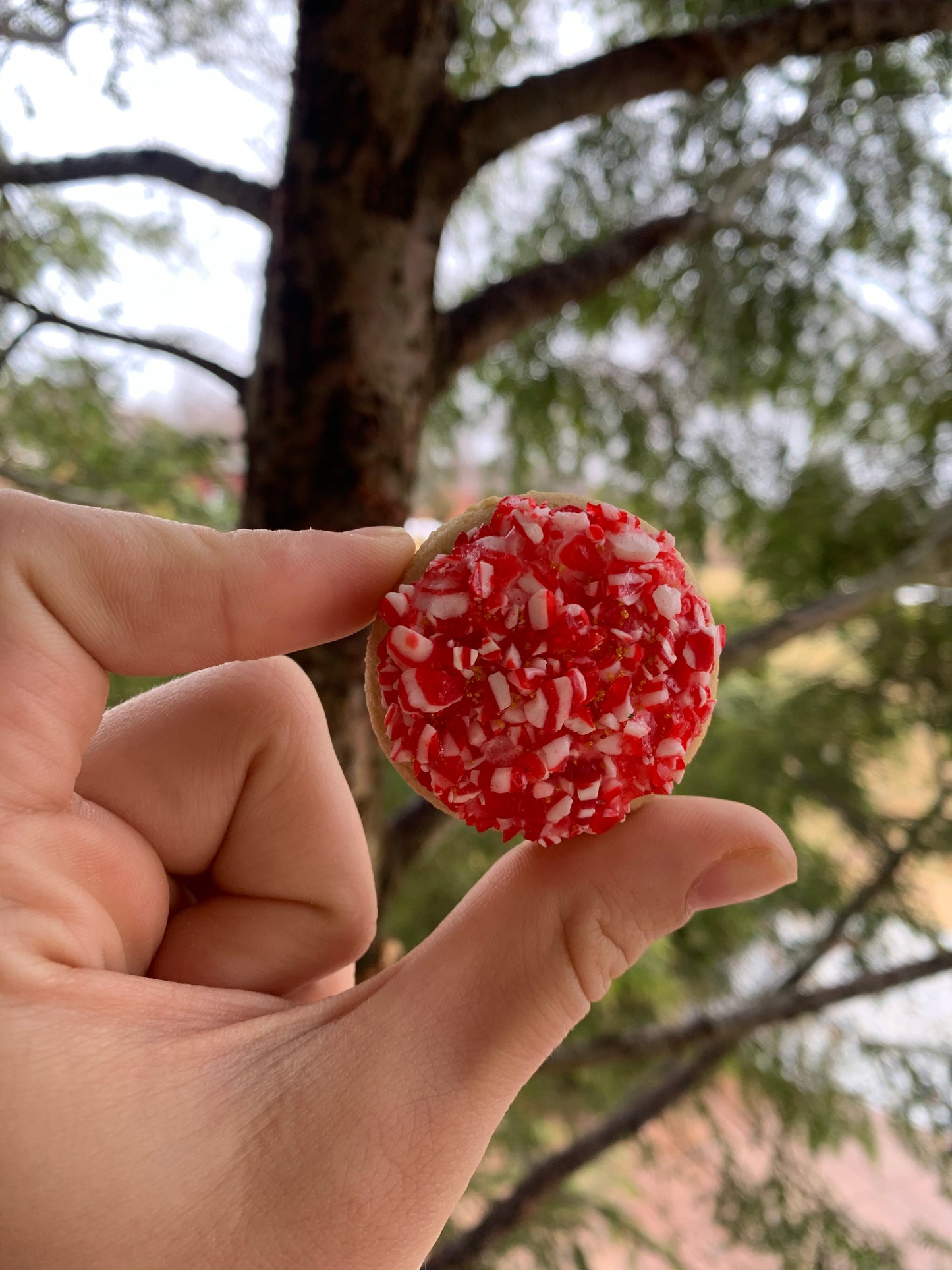 Peppermint Nibblers