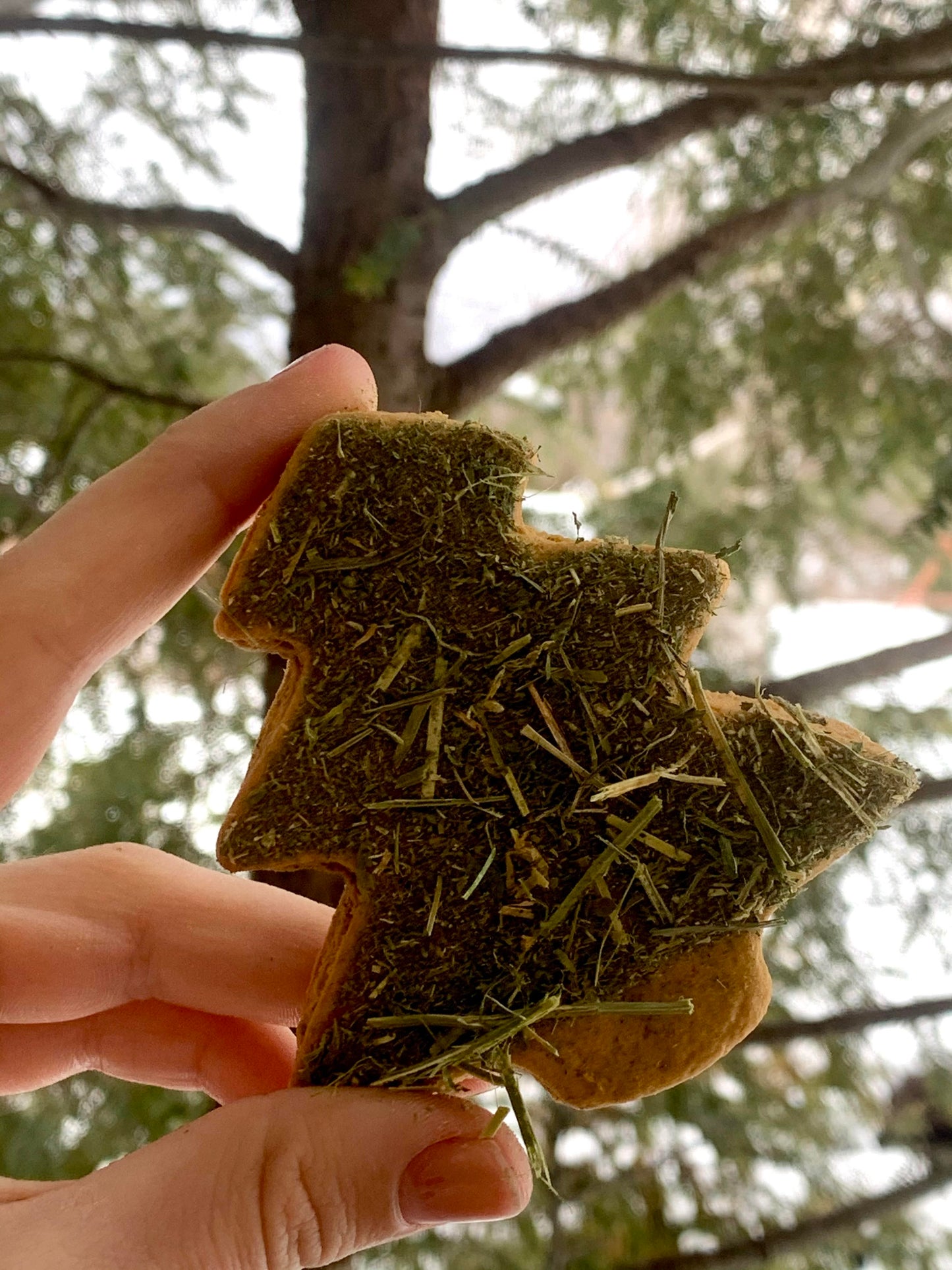 Alfalfa Trees